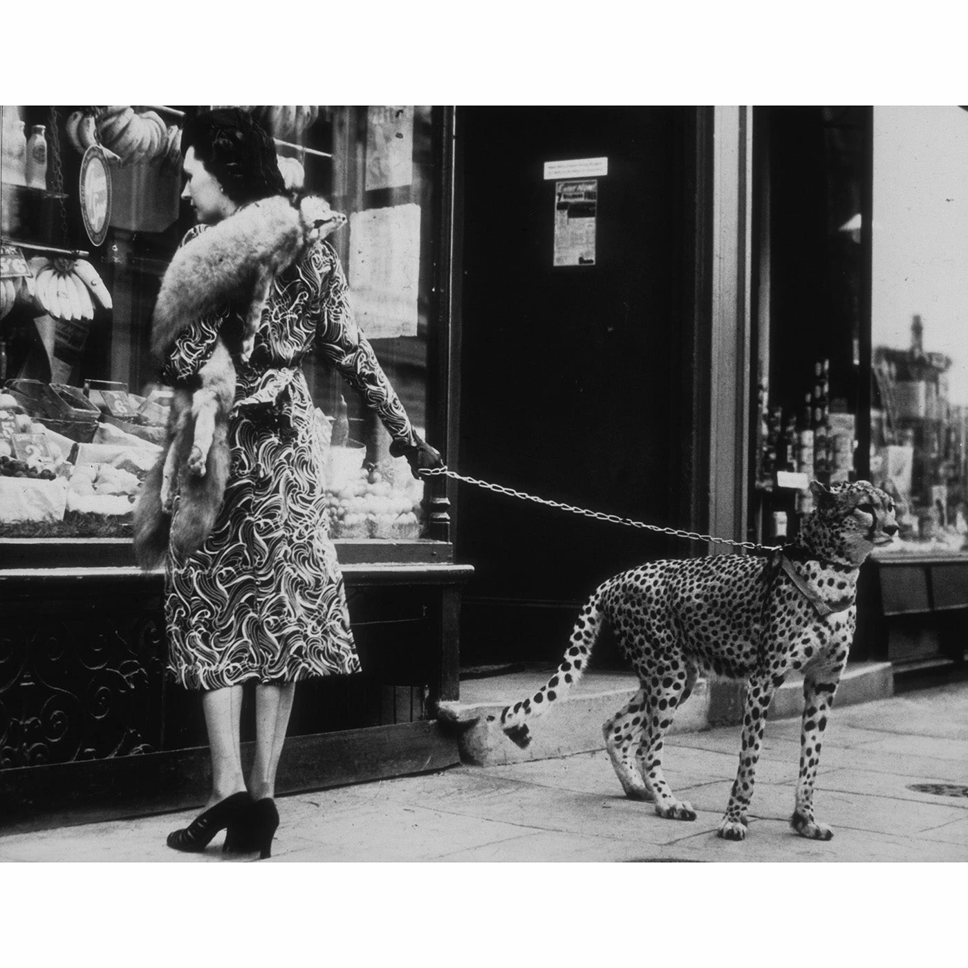 Jonathan Adler "Cheetah Who Shops" From Getty Images