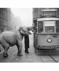 Jonathan Adler "Hungry Elephant" From Getty Images