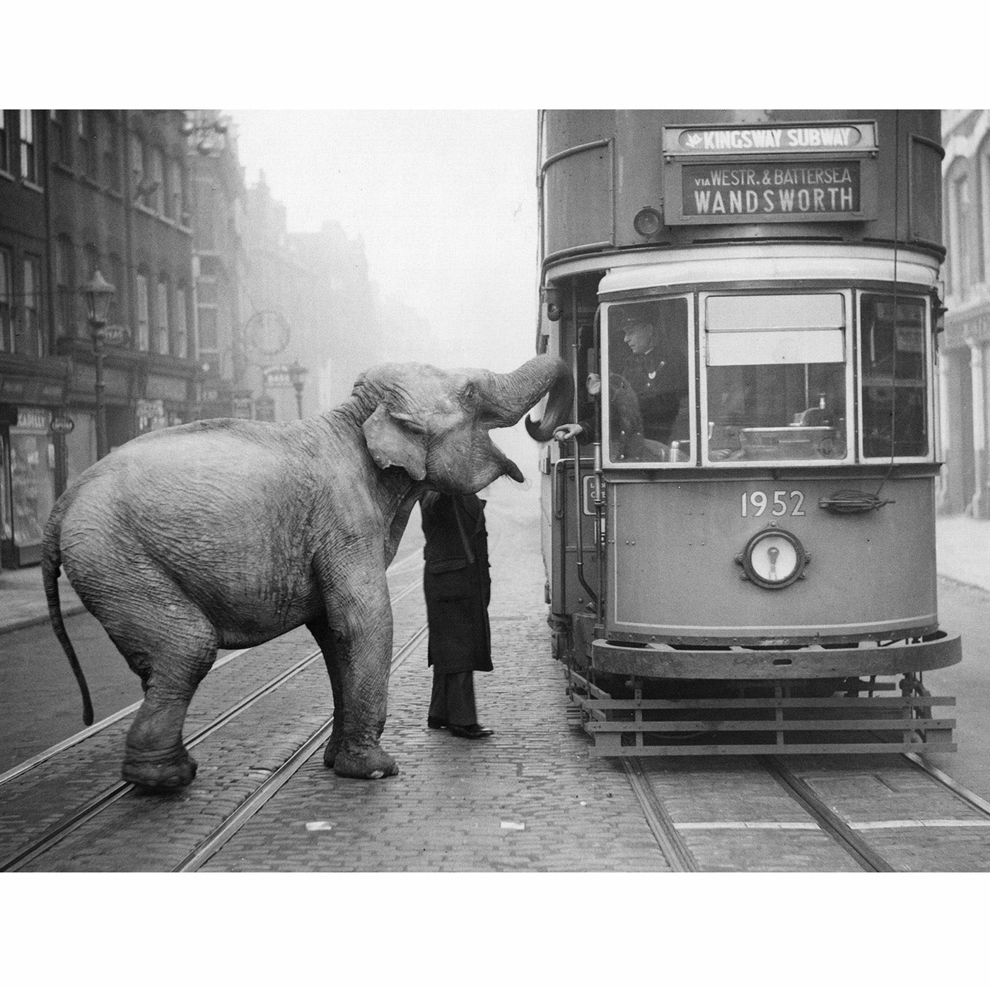 Jonathan Adler "Hungry Elephant" From Getty Images