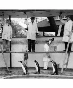 Jonathan Adler "Penguins Decoration" From Getty Images